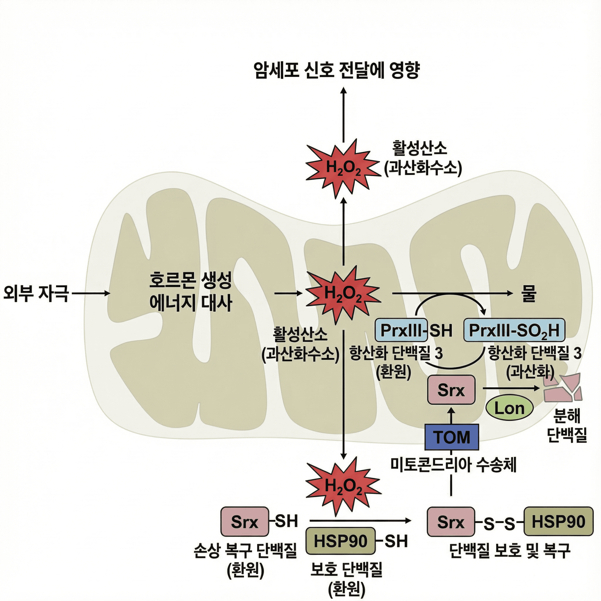 미토콘드리아 이식치료