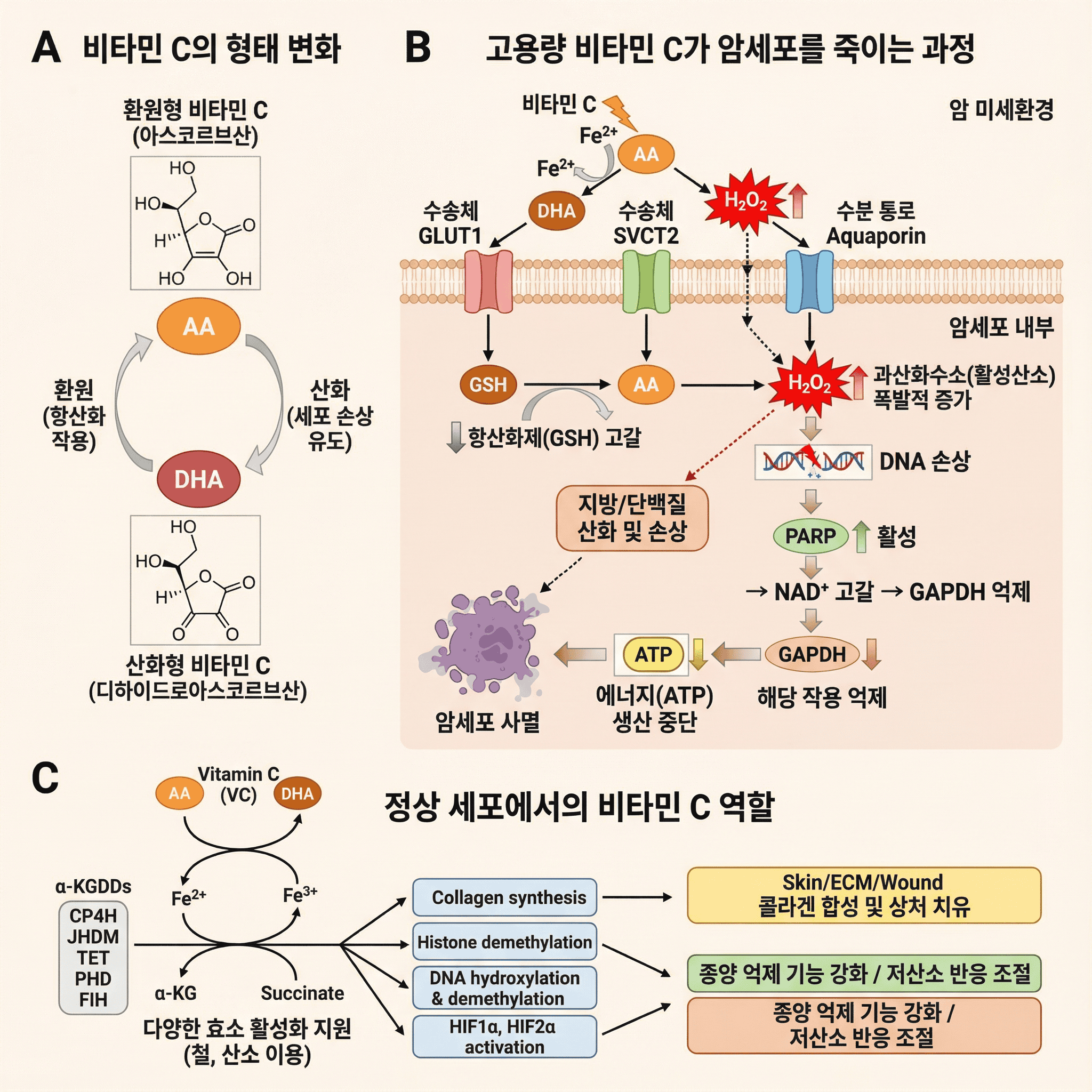 비타민C 항암