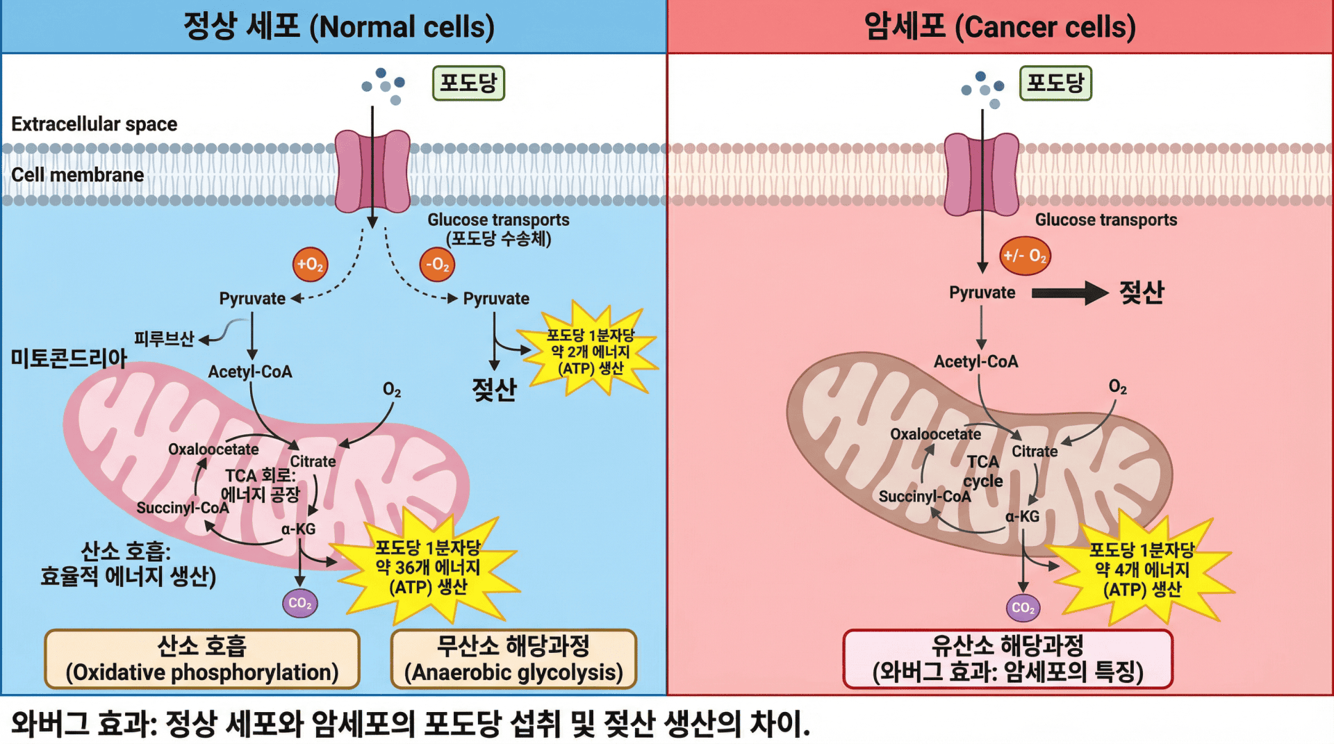 미토콘드리아 이식치료